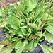 Plantain, Culinary & Medicinal Herbs, - BoxGardenSeedsLLC -Culinary/Medicinal Herbs - Seeds