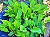 Plantain, Culinary & Medicinal Herbs, -- BoxGardenSeedsLLC -Culinary/Medicinal Herbs - Seeds