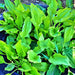 Plantain, Culinary & Medicinal Herbs, - BoxGardenSeedsLLC -Culinary/Medicinal Herbs - Seeds