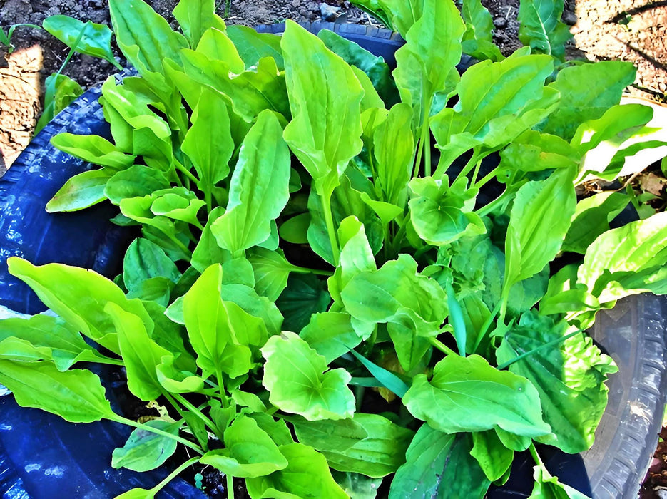 Plantain, Culinary & Medicinal Herbs, - BoxGardenSeedsLLC -Culinary/Medicinal Herbs - Seeds