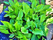 Plantain, Culinary & Medicinal Herbs - BoxGardenSeedsLLC - Culinary/Medicinal Herbs - Seeds - USA Seller, Thank you for shopping here today, Naturally Grown GMO Free Seeds, Heirloom Open Pollinated Seeds, Fresh Top Quality Premium Seeds