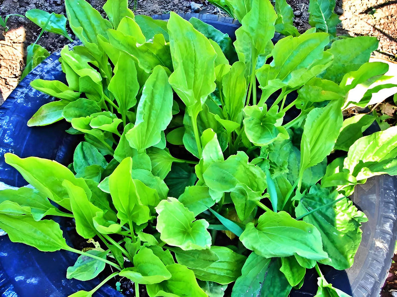 Plantain, Culinary & Medicinal Herbs - BoxGardenSeedsLLC - Culinary/Medicinal Herbs - Seeds - USA Seller, Thank you for shopping here today, Naturally Grown GMO Free Seeds, Heirloom Open Pollinated Seeds, Fresh Top Quality Premium Seeds