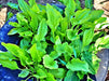 Plantain, Culinary & Medicinal Herbs - BoxGardenSeedsLLC - Culinary/Medicinal Herbs - Seeds - USA Seller, Thank you for shopping here today, Naturally Grown GMO Free Seeds, Heirloom Open Pollinated Seeds, Fresh Top Quality Premium Seeds