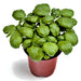 Genovese, Basil, - BoxGardenSeedsLLC -Culinary/Medicinal Herbs - Seeds