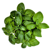 Genovese, Basil - BoxGardenSeedsLLC - Culinary/Medicinal Herbs - Seeds - USA Seller, Thank you for shopping here today, Naturally Grown GMO Free Seeds, Heirloom Open Pollinated Seeds, Fresh Top Quality Premium Seeds