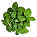 Genovese, Basil, - BoxGardenSeedsLLC -Culinary/Medicinal Herbs - Seeds