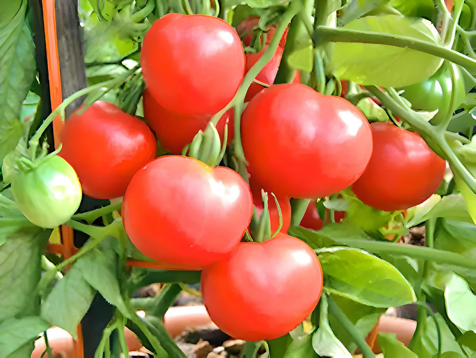 Polar Beauty, Tomato, - BoxGardenSeedsLLC -Tomatoes,Tomatillos - Seeds