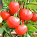 Polar Beauty, Tomato, - BoxGardenSeedsLLC -Tomatoes,Tomatillos - Seeds