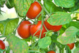 Polar Beauty, Tomato, -- BoxGardenSeedsLLC -Tomatoes,Tomatillos - Seeds