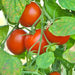 Polar Beauty, Tomato, - BoxGardenSeedsLLC -Tomatoes,Tomatillos - Seeds