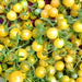 White Cherry, Tomato, -- BoxGardenSeedsLLC -Tomatoes,Tomatillos - Seeds