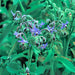 Borage, Herb, - BoxGardenSeedsLLC -Culinary/Medicinal Herbs - Seeds