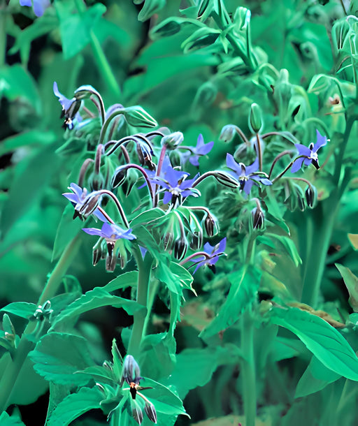 Borage, Herb, - BoxGardenSeedsLLC -Culinary/Medicinal Herbs - Seeds