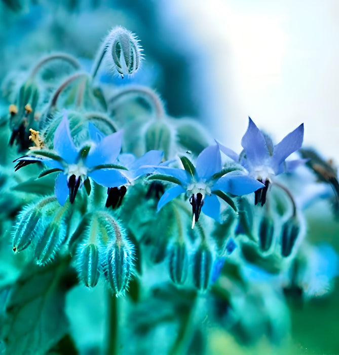 Borage, Herb, -- BoxGardenSeedsLLC -Culinary/Medicinal Herbs - Seeds