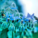 Borage, Herb, - BoxGardenSeedsLLC -Culinary/Medicinal Herbs - Seeds