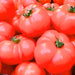 Hamson DX 52, Tomato, - BoxGardenSeedsLLC -Abundant Stock SALE - Seeds