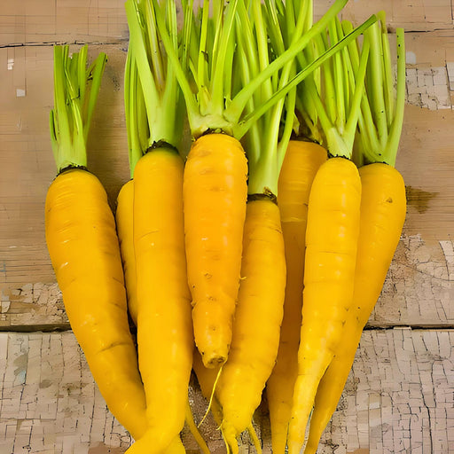 Yellow, Carrot, - BoxGardenSeedsLLC -Carrots - Seeds