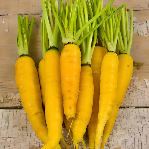 Solar Yellow, Carrot, -- BoxGardenSeedsLLC -Carrots - Seeds