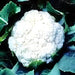 Self Blanche, Cauliflower, - BoxGardenSeedsLLC -Broccoli,Cauliflower - Seeds