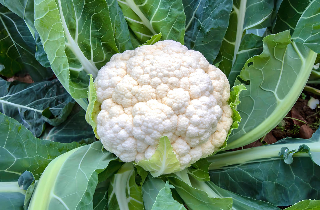 Self Blanche, Cauliflower, - BoxGardenSeedsLLC -Broccoli,Cauliflower - Seeds