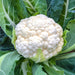 Self Blanche, Cauliflower, - BoxGardenSeedsLLC -Broccoli,Cauliflower - Seeds