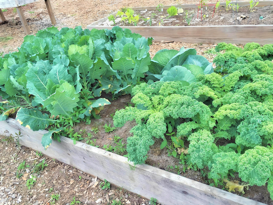 Self Blanche, Cauliflower, -- BoxGardenSeedsLLC -Broccoli,Cauliflower - Seeds