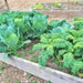 Self Blanche, Cauliflower, - BoxGardenSeedsLLC -Broccoli,Cauliflower - Seeds