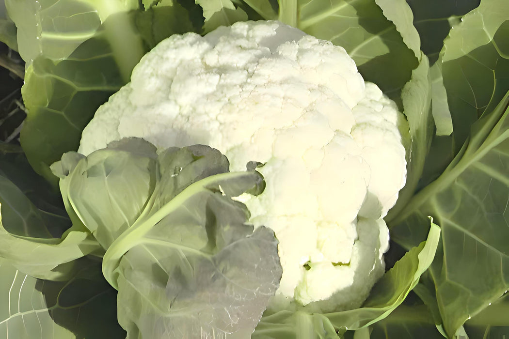 Self Blanche, Cauliflower, -- BoxGardenSeedsLLC -Broccoli,Cauliflower - Seeds