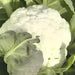 Self Blanche, Cauliflower, - BoxGardenSeedsLLC -Broccoli,Cauliflower - Seeds