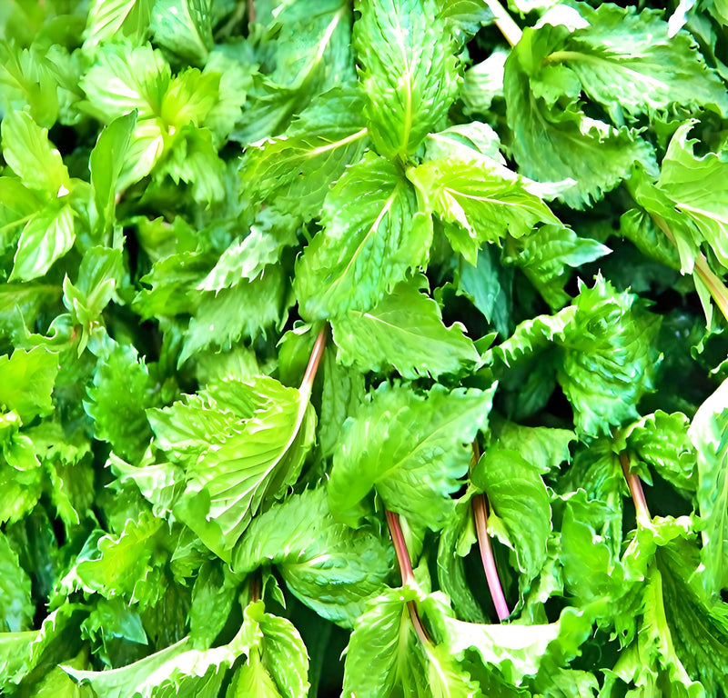 Spearmint, Culinary & Medicinal Herbs - BoxGardenSeedsLLC - Culinary/Medicinal Herbs - Seeds - USA Seller, Thank you for shopping here today, Naturally Grown GMO Free Seeds, Heirloom Open Pollinated Seeds, Fresh Top Quality Premium Seeds