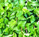 Spearmint, Culinary & Medicinal Herbs, -- BoxGardenSeedsLLC -Culinary/Medicinal Herbs - Seeds