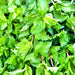 Spearmint, Culinary & Medicinal Herbs, - BoxGardenSeedsLLC -Culinary/Medicinal Herbs - Seeds