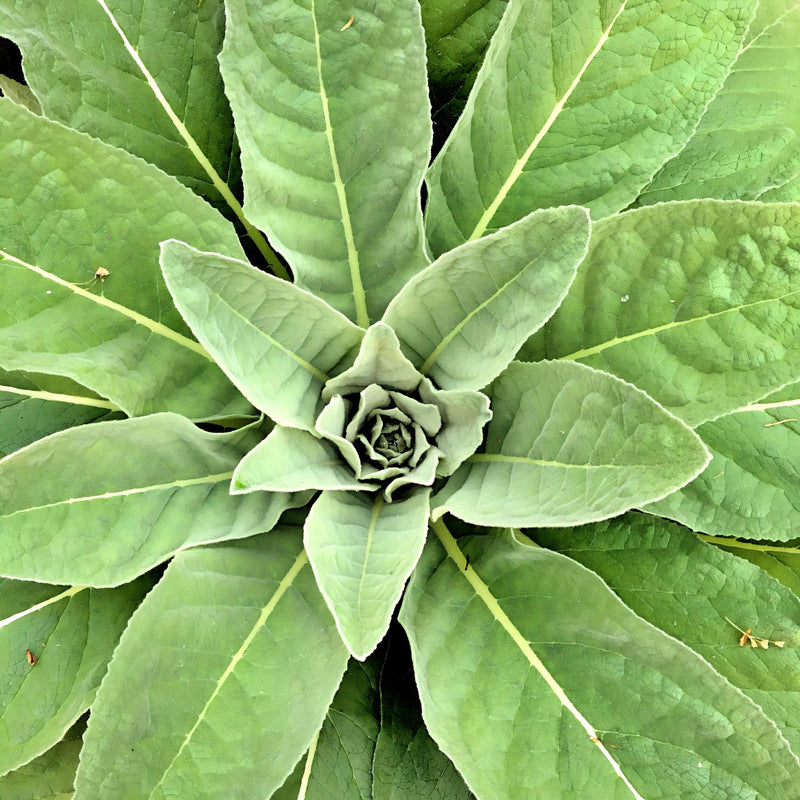 Mullein, Culinary & Medicinal Herb - BoxGardenSeedsLLC - Culinary/Medicinal Herbs - Seeds - USA Seller, Thank you for shopping here today, Naturally Grown GMO Free Seeds, Heirloom Open Pollinated Seeds, Fresh Top Quality Premium Seeds
