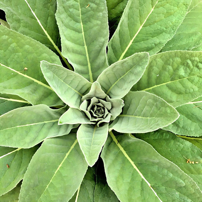 Mullein, Culinary & Medicinal Herb, - BoxGardenSeedsLLC -Culinary/Medicinal Herbs - Seeds