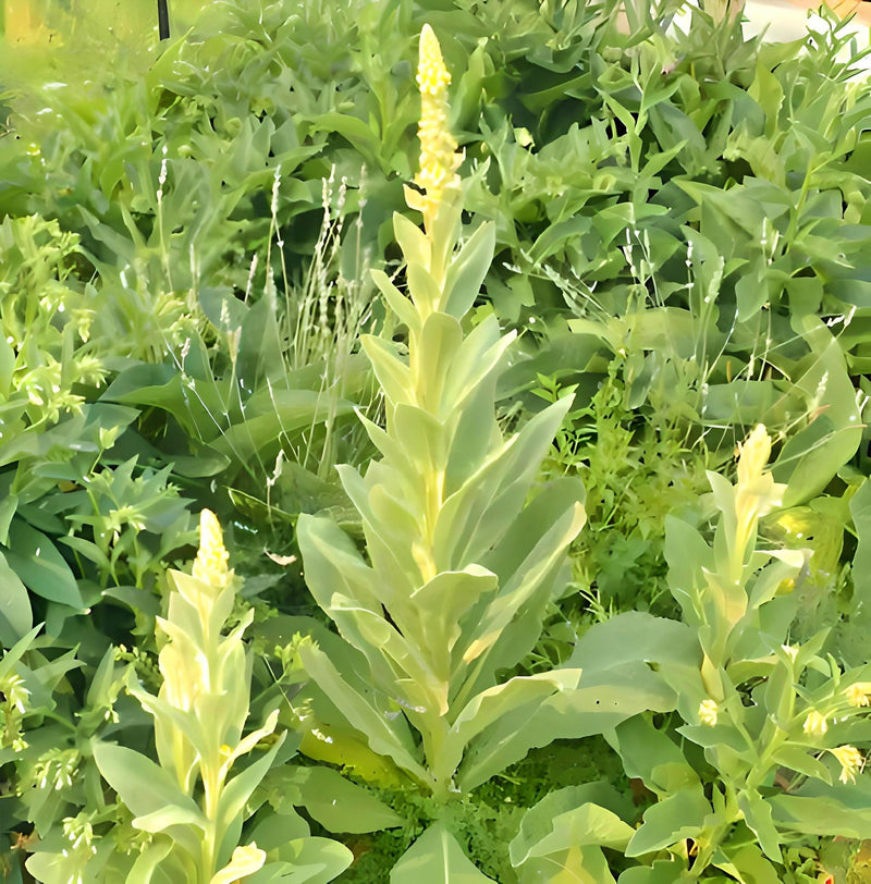 Mullein, Culinary & Medicinal Herb - BoxGardenSeedsLLC - Culinary/Medicinal Herbs - Seeds - USA Seller, Thank you for shopping here today, Naturally Grown GMO Free Seeds, Heirloom Open Pollinated Seeds, Fresh Top Quality Premium Seeds
