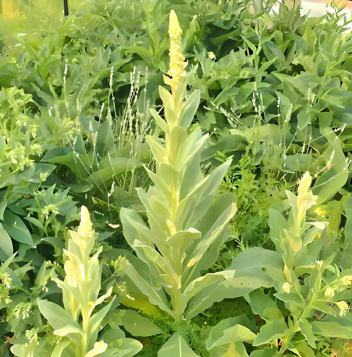 Mullein, Culinary & Medicinal Herb, - BoxGardenSeedsLLC -Culinary/Medicinal Herbs - Seeds