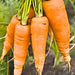 Danvers 126, Carrot, - BoxGardenSeedsLLC -Carrots - Seeds