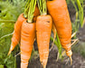 Danvers 126, Carrot, -- BoxGardenSeedsLLC -Carrots - Seeds