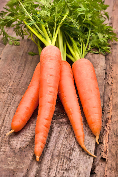 Danvers 126, Carrot, - BoxGardenSeedsLLC -Carrots - Seeds