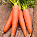 Danvers 126, Carrot, - BoxGardenSeedsLLC -Carrots - Seeds