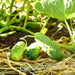 Bushy, Cucumber, - BoxGardenSeedsLLC -Cucumbers - Seeds