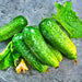 Bushy, Cucumber, - BoxGardenSeedsLLC -Cucumbers - Seeds