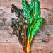 Five Color SilverBeets, Australian Swiss Chard, - BoxGardenSeedsLLC -Chard, Kohlrabi - Seeds