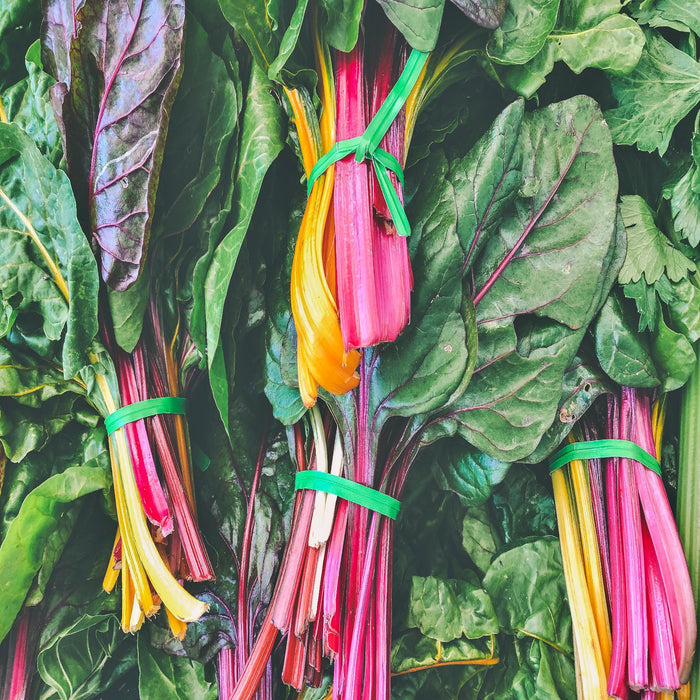 Five Color SilverBeets, Australian Swiss Chard, -- BoxGardenSeedsLLC -Chard, Kohlrabi - Seeds