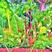 Five Color SilverBeets, Australian Swiss Chard, - BoxGardenSeedsLLC -Chard, Kohlrabi - Seeds