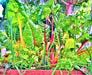 Five Color SilverBeets, Australian Swiss Chard, -- BoxGardenSeedsLLC -Chard, Kohlrabi - Seeds