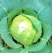 Early Golden Acre, Cabbage - BoxGardenSeedsLLC - Cabbage, Kale - Seeds - USA Seller, Thank you for shopping here today, Naturally Grown GMO Free Seeds, Heirloom Open Pollinated Seeds, Fresh Top Quality Premium Seeds