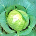 Early Golden Acre, Cabbage, - BoxGardenSeedsLLC -Cabbage, Kale - Seeds