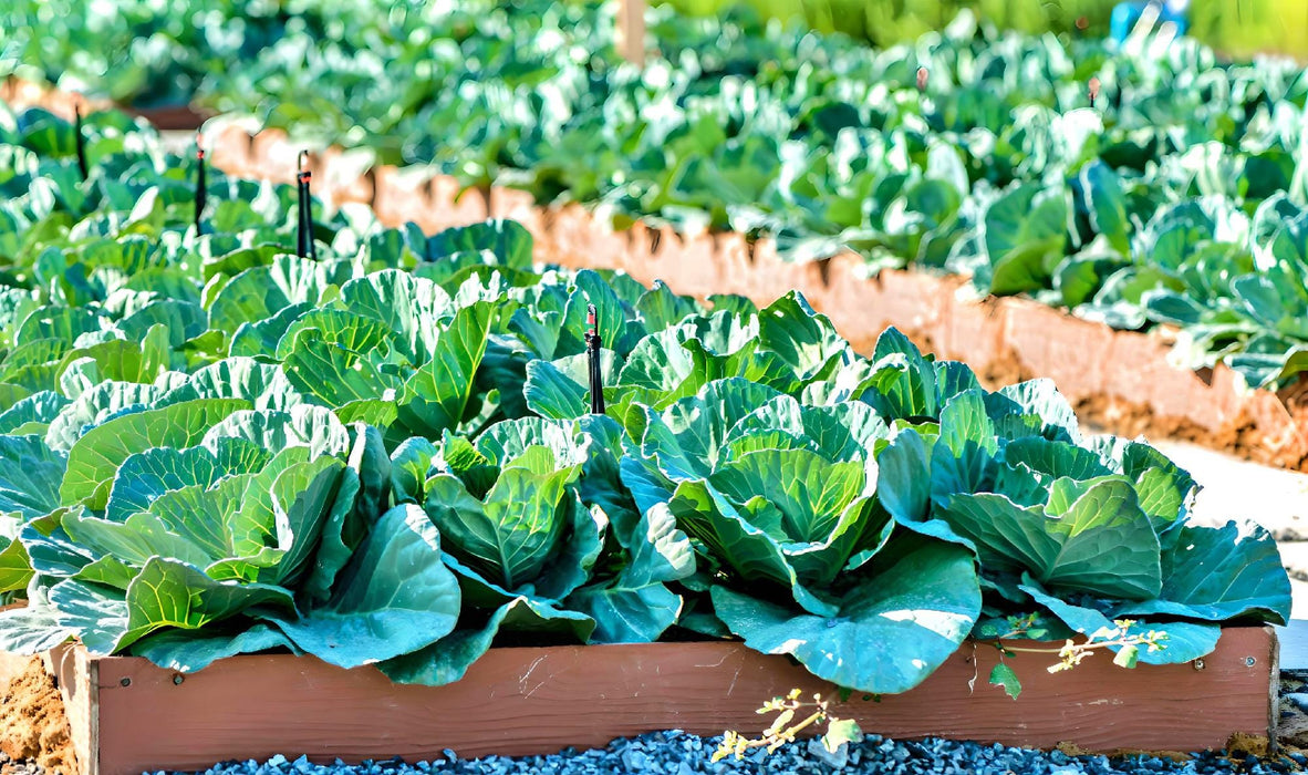 Early Golden Acre, Cabbage, - BoxGardenSeedsLLC -Cabbage, Kale - Seeds