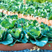 Early Golden Acre, Cabbage, - BoxGardenSeedsLLC -Cabbage, Kale - Seeds